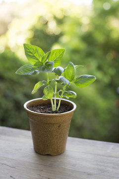 Basil plants