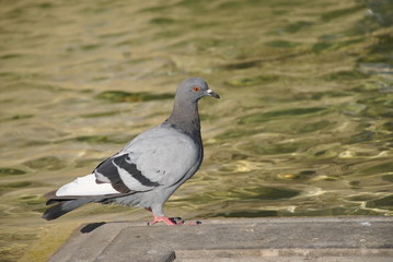 Pigeon / Rock Dove
