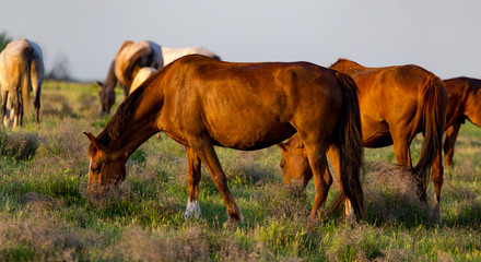 Horses are walking in the pasture at sunset