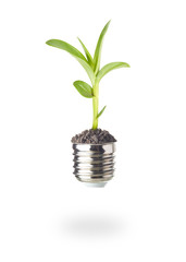 Fototapeta na wymiar Energy saving concept, plant growing out of light bulb isolated on white background.