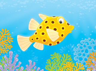 Yellow boxfish 