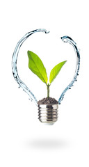 Energy saving concept, plant growing out of  light bulb with water splash on white background.