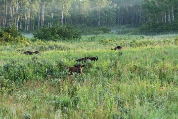 Good morning bisons