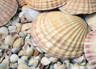 Sea cockleshells are formed of limestone. They are located on the beach.