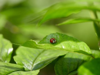 Coccinelle sur une feuille