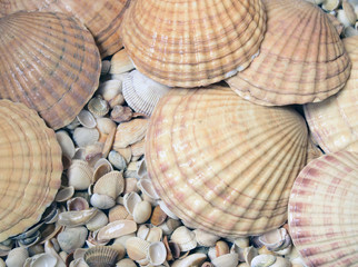 Sea cockleshells are formed of limestone. They are located on the beach.