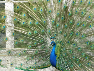 Obraz premium Peafowl in Lazienki Park