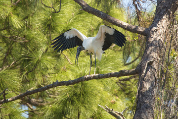 Wood stork perched in a pine tree in central Florida.