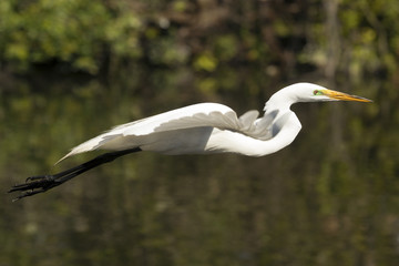 Great egret flying over water of a swamp in Florida.