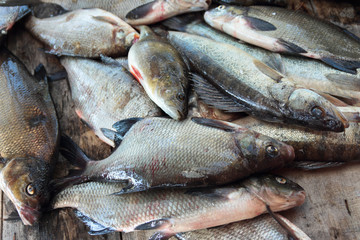 freshly caught fish, top view