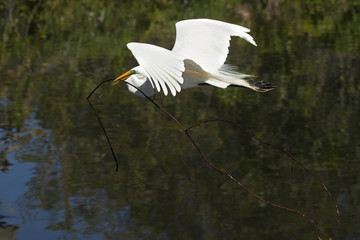 Great egret carrying a big branch for nesting material, Florida