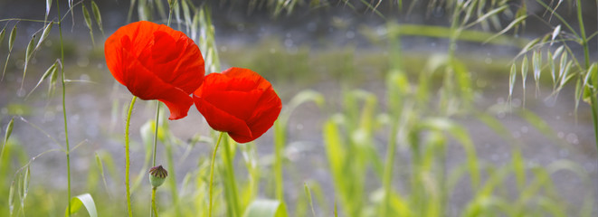 Obraz premium Makowi kwiaty odizolowywający.