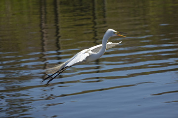 Great egret flying over water of a swamp in Florida.