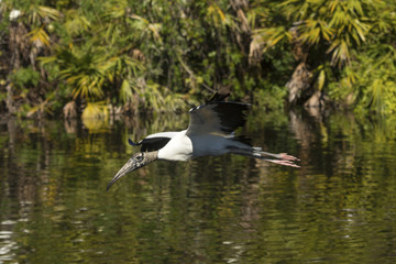 Wood stork flying over water of a swamp in Florida.