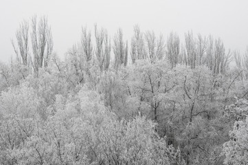 winter landscape - trees in frost