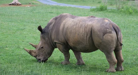 Foto op Plexiglas Rhinos at the North Carolina Zoo © Edward