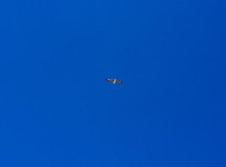 seagull flying in the sky