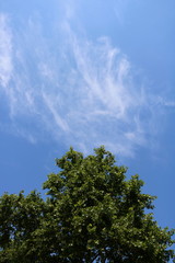 Green tree and sky