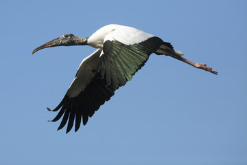 Wood stork flying over a swamp in central Florida.