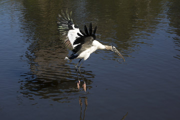 Wood stork coming in for a landing in central Florida.