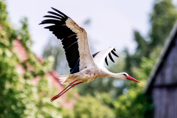 Weißstorch fliegend (Ciconia ciconia)