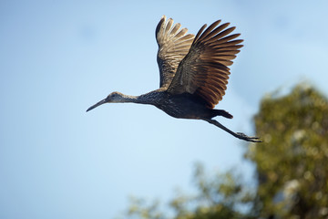 Limpkin flying over a swamp in Orange County, Florida.