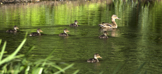Wild duck and ducklings floating in the lake
