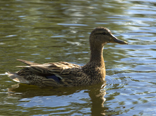 Wild duck and ducklings floating in the lake