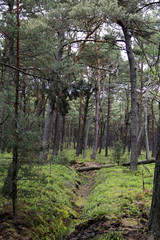 Forest