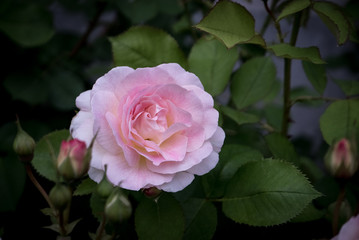 Rose d'été 03