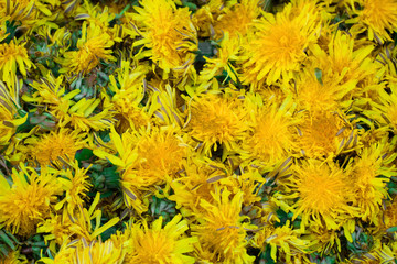 dandelions background