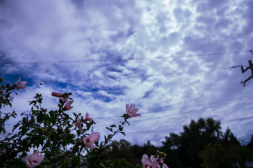 Flow Cloud Colour