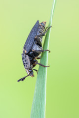 Silphidae - Thanatophilus sinuatus