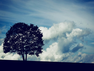 Obraz premium Silhouette of Adler Tree with Clouds on background
