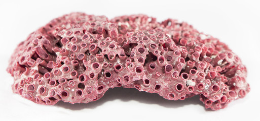 Coral Rojo