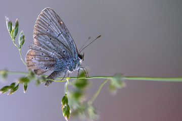 Papillon sur fond bleu et rose
