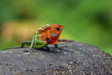 The common green forest lizard (Calotes calotes) sitting on the stone