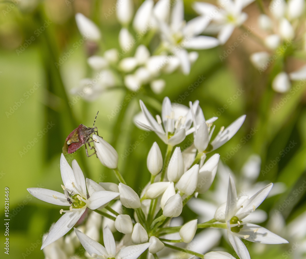 Wall mural shield bug on ramsons blossom