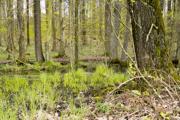 forest with swamp