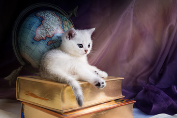 White British Shorthair kitten lies on a stack of books on the background of the globe