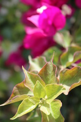 Grüne Blumenhecke im Sommer