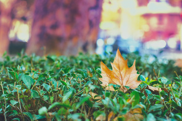 Autumn leave