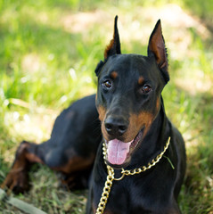 A portrait of a thoroughbred dog in nature