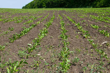 Agricultural field with growing sugar beets. Beetroot sprouts