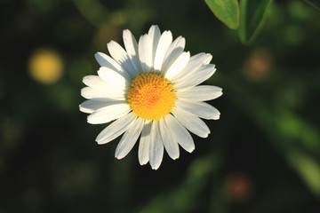Fototapeta premium One daisy flower in green grass