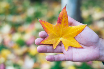 Holding autumn leaves