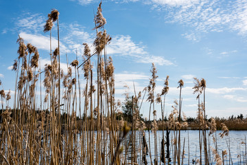 summer landscape of river