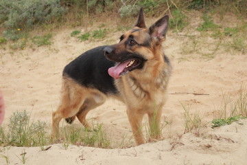 chien berger allemand dans les dunes qui attend son maître