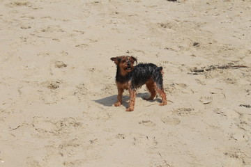 Petit chien  joue et aboie à la plage dans le sable
