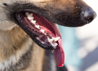 The mouth of a dog with teeth and tongue